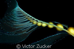 california kelp frond by Victor Zucker 